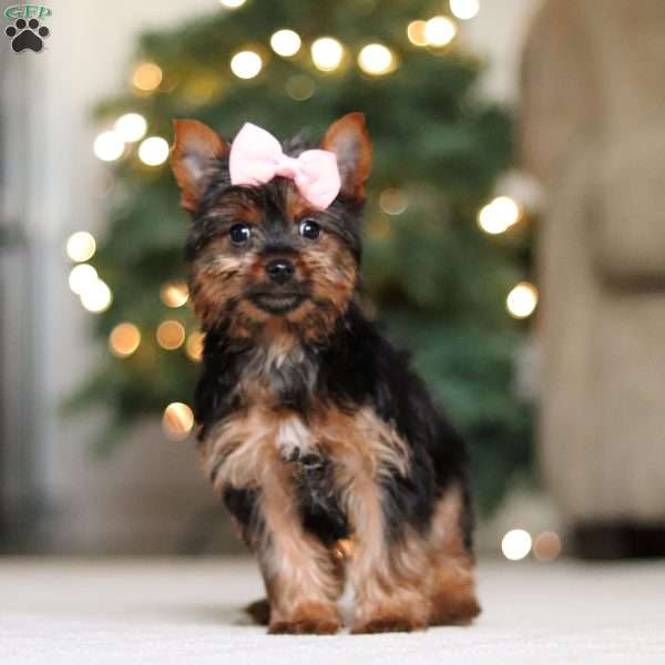 Layla, Yorkie Puppy